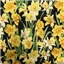 Flowers Daffodils 89420 102