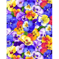 Flowers Packed Pansies Multi