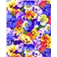 Flowers Packed Pansies Multi