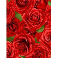 Flowers Packed Roses Large Red
