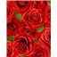 Flowers Packed Roses Large Red