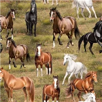 Animals 79350 4 Run Free Horses