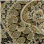 Quilt Backing Samsara Paisley Black