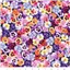 Flowers Pansies Pansy 5482 437