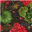 Flowers Geranium Dragonfly Collage