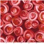 Flowers Quiltlandia Red Rose Red Background