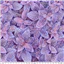 Kaffe Fassett Fittonia PJ 129