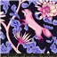 Flowers Ruby Star Fox Bloom Black