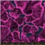 Flowers Ruby Star Ginko Black
