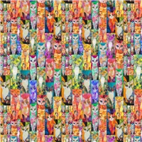 Animal Small Cats RAINBOW SWEET