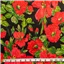 Fabric Cotton Sateen Red Black Green