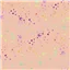 Tula Pink True Colours Fairy Dust Sherbet