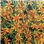 Fabric Pacific Print Green Yellow Knit